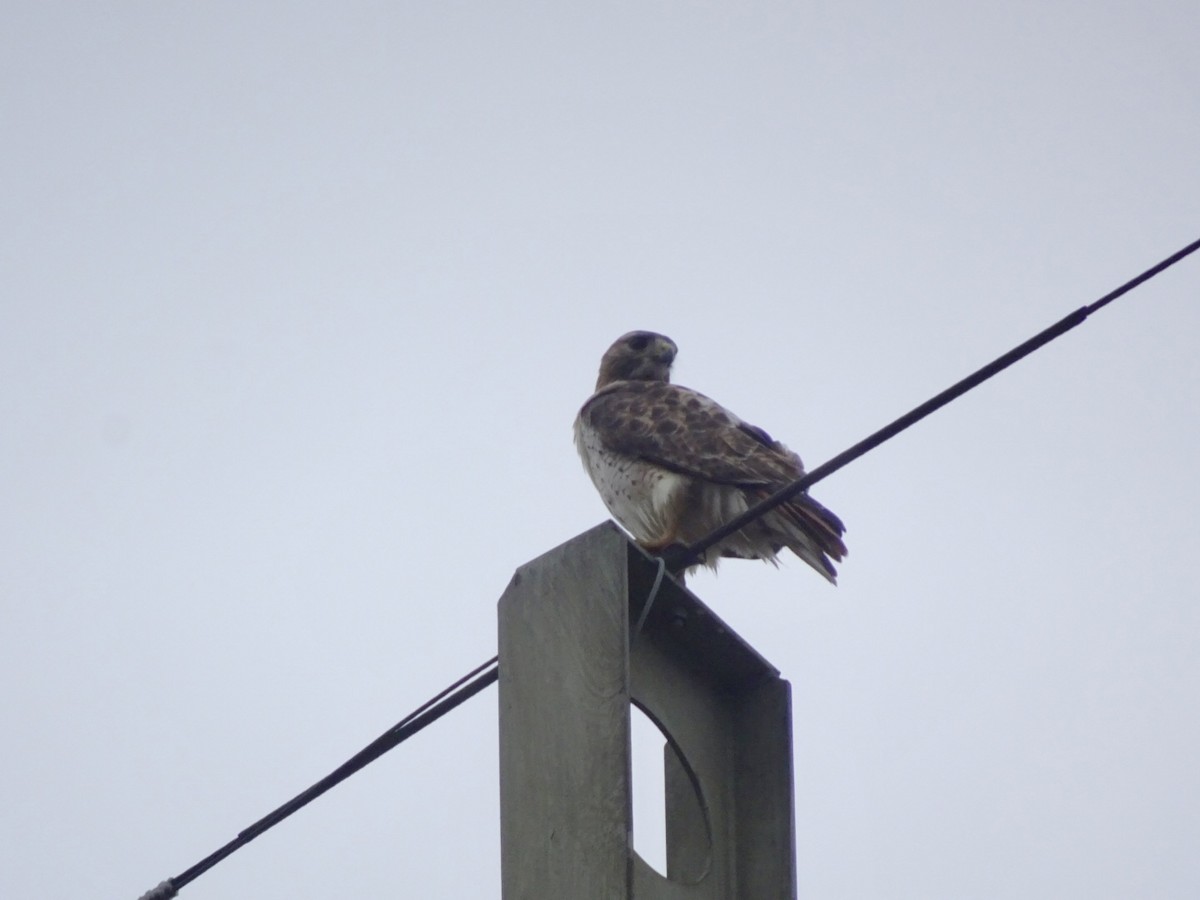 Red-tailed Hawk - ML615710236