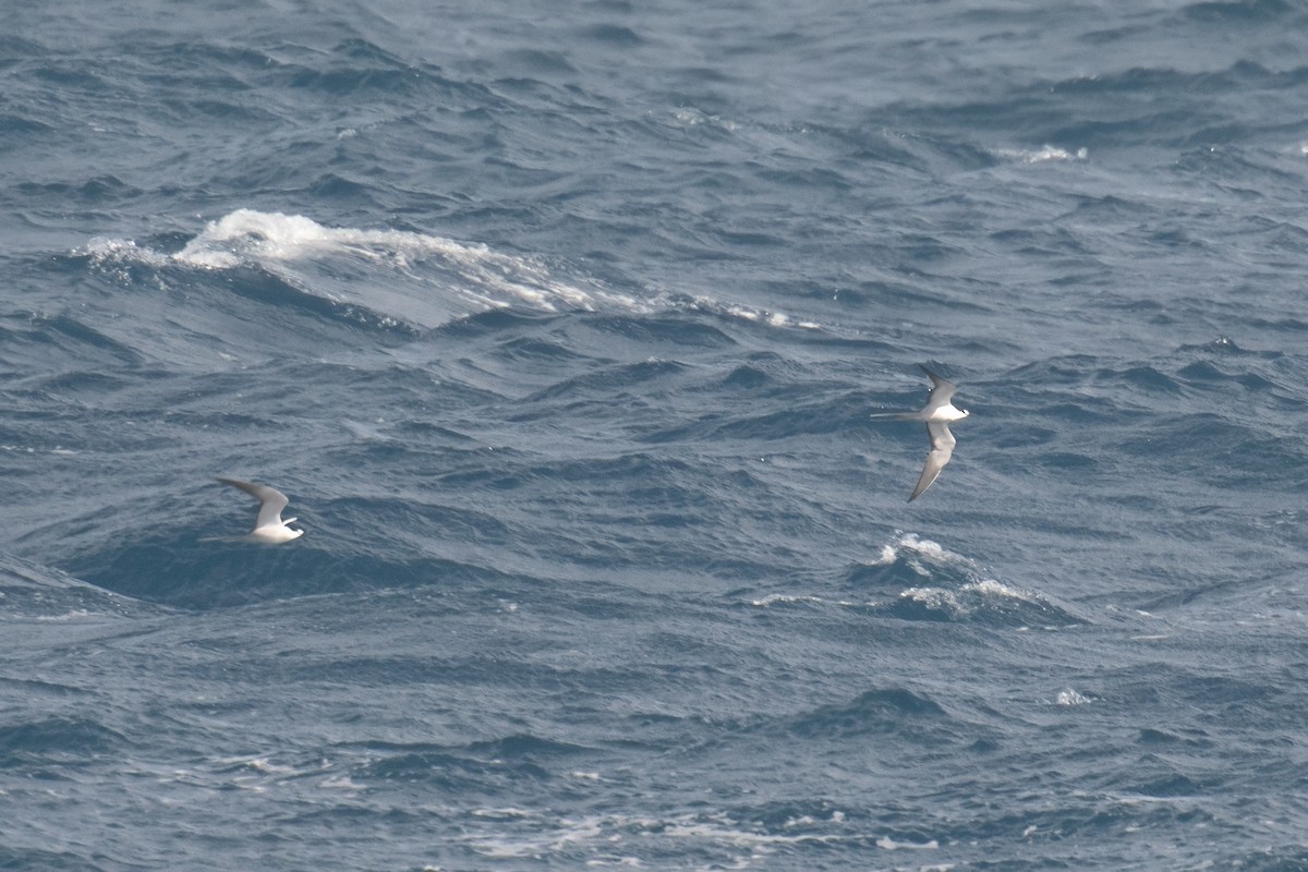 Sooty Tern - Annette McClellan