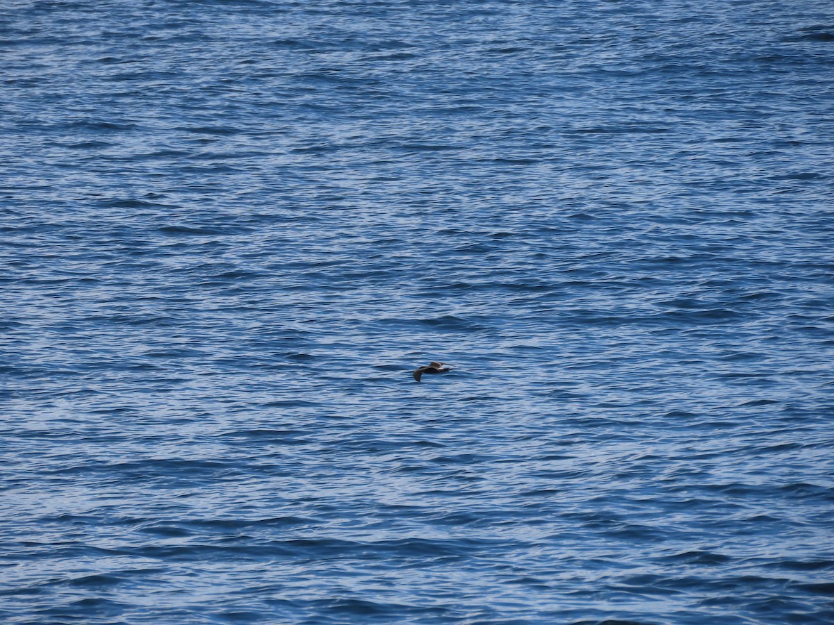 Leach's Storm-Petrel - Mickael Baumann