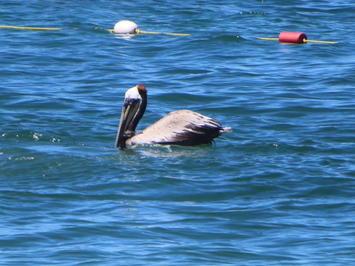 Brown Pelican - ML615710280