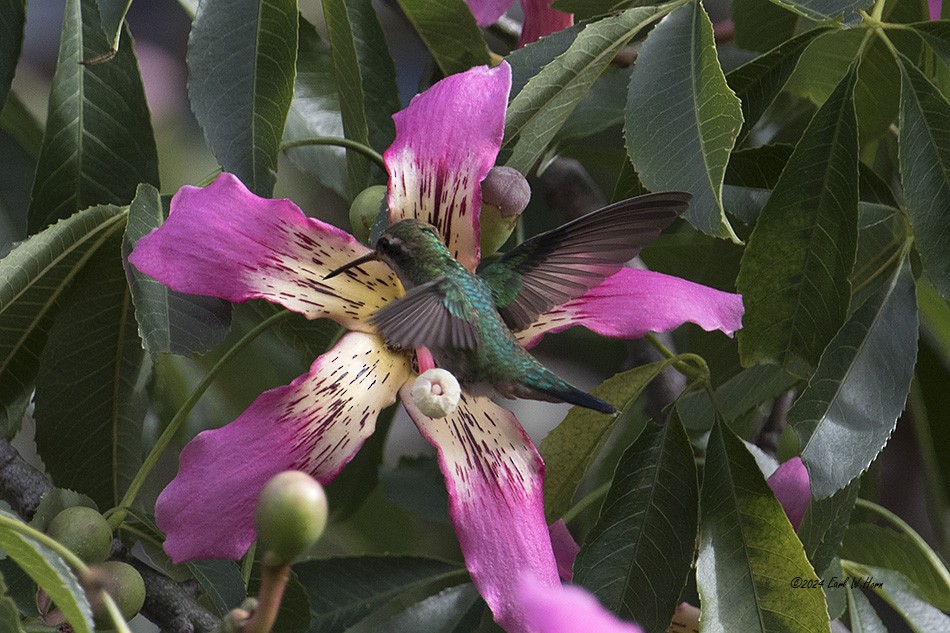 kolibřík lesklobřichý - ML615710283