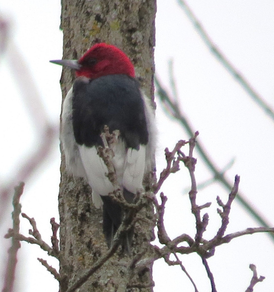 Red-headed Woodpecker - ML615710285