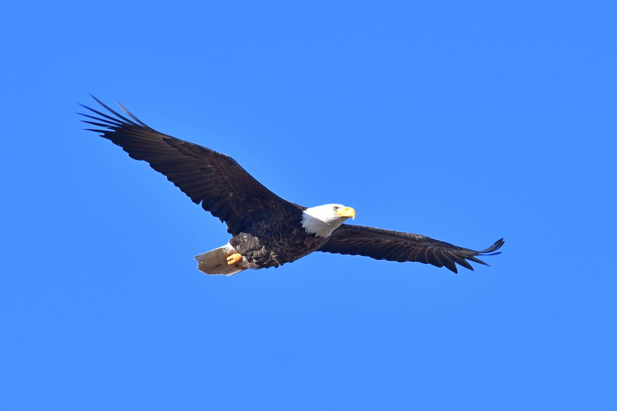 Bald Eagle - ML615710287