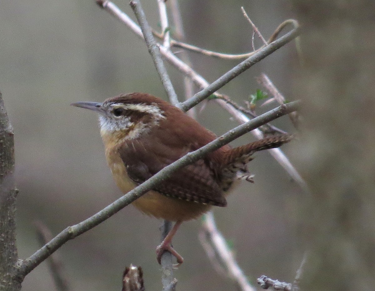 Carolina Wren - ML615710296