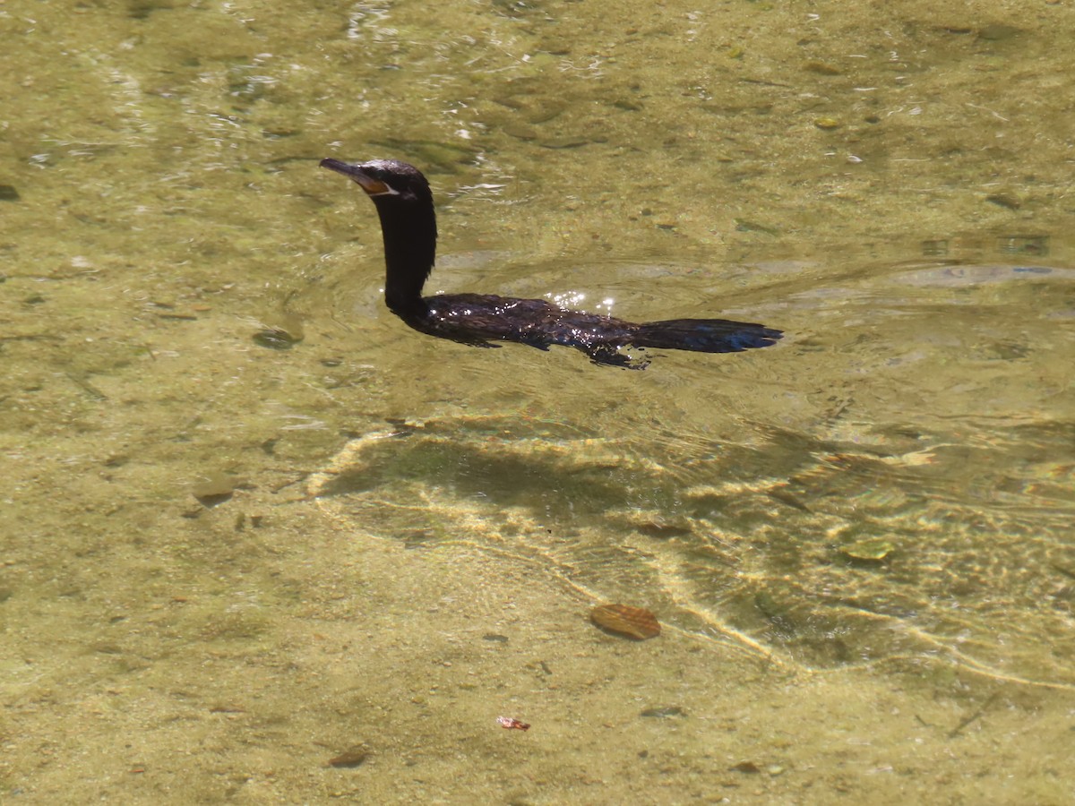 Neotropic Cormorant - Gord Dubois