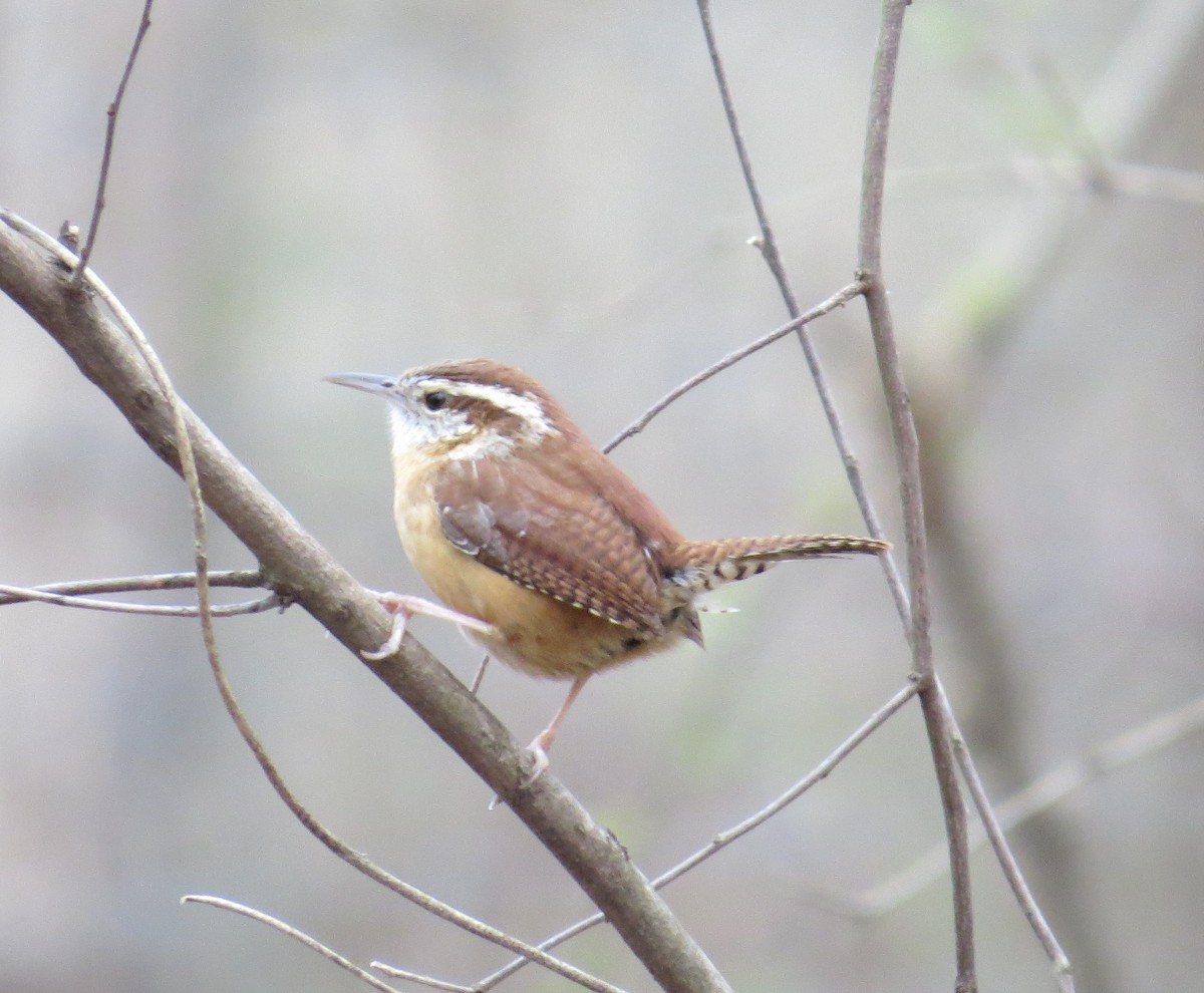 Carolina Wren - Lora Reynolds