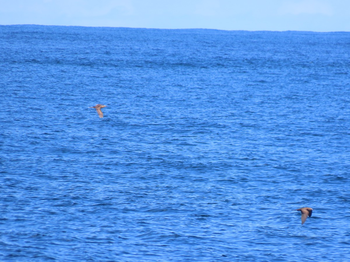 Red-footed Booby - ML615710344