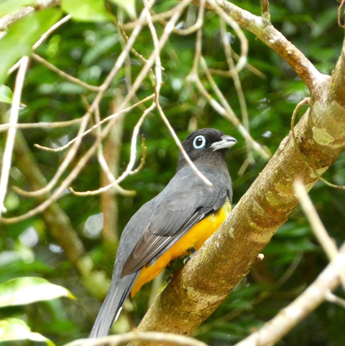 trogon černohlavý - ML615710358