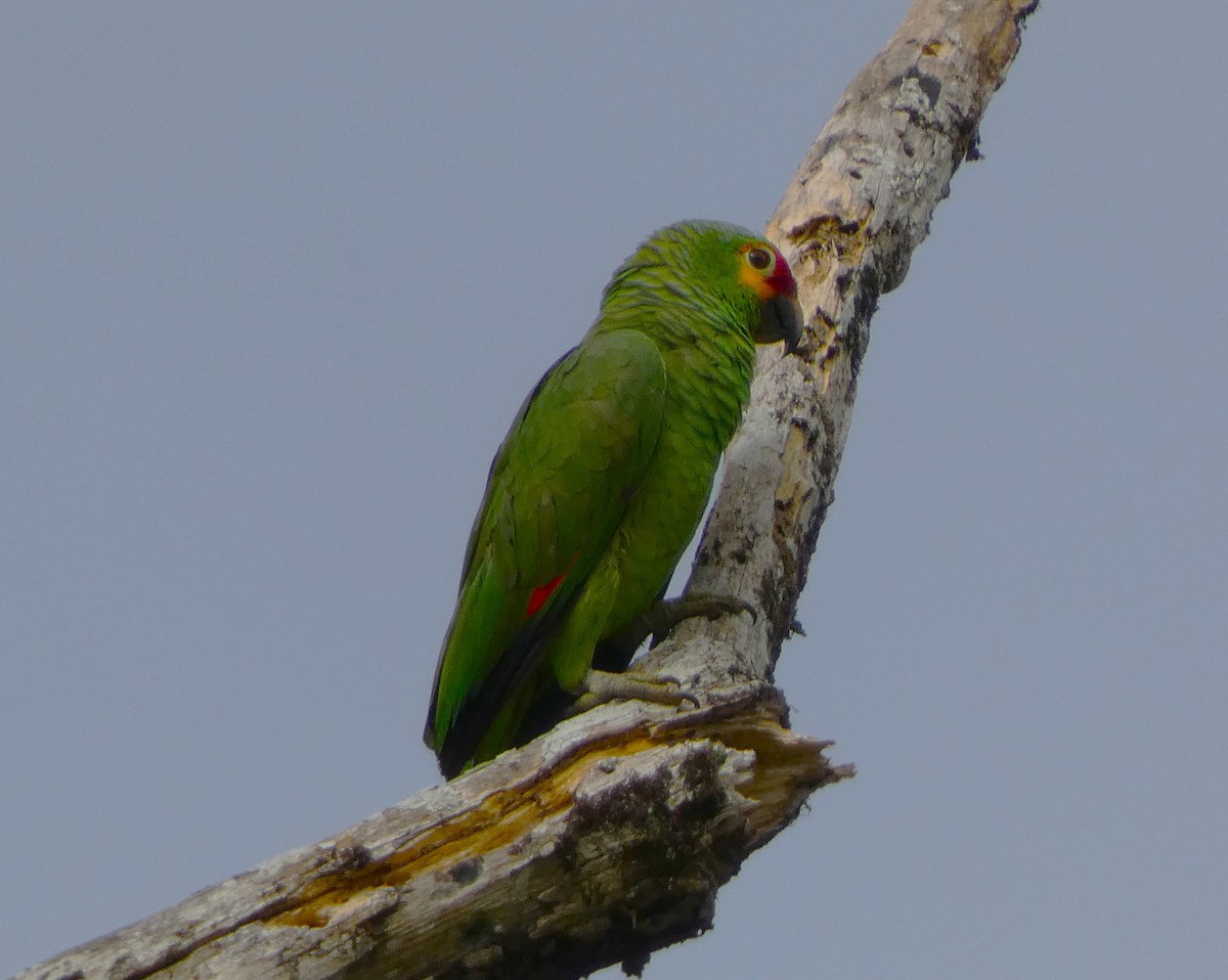 キホオボウシインコ - ML615710366