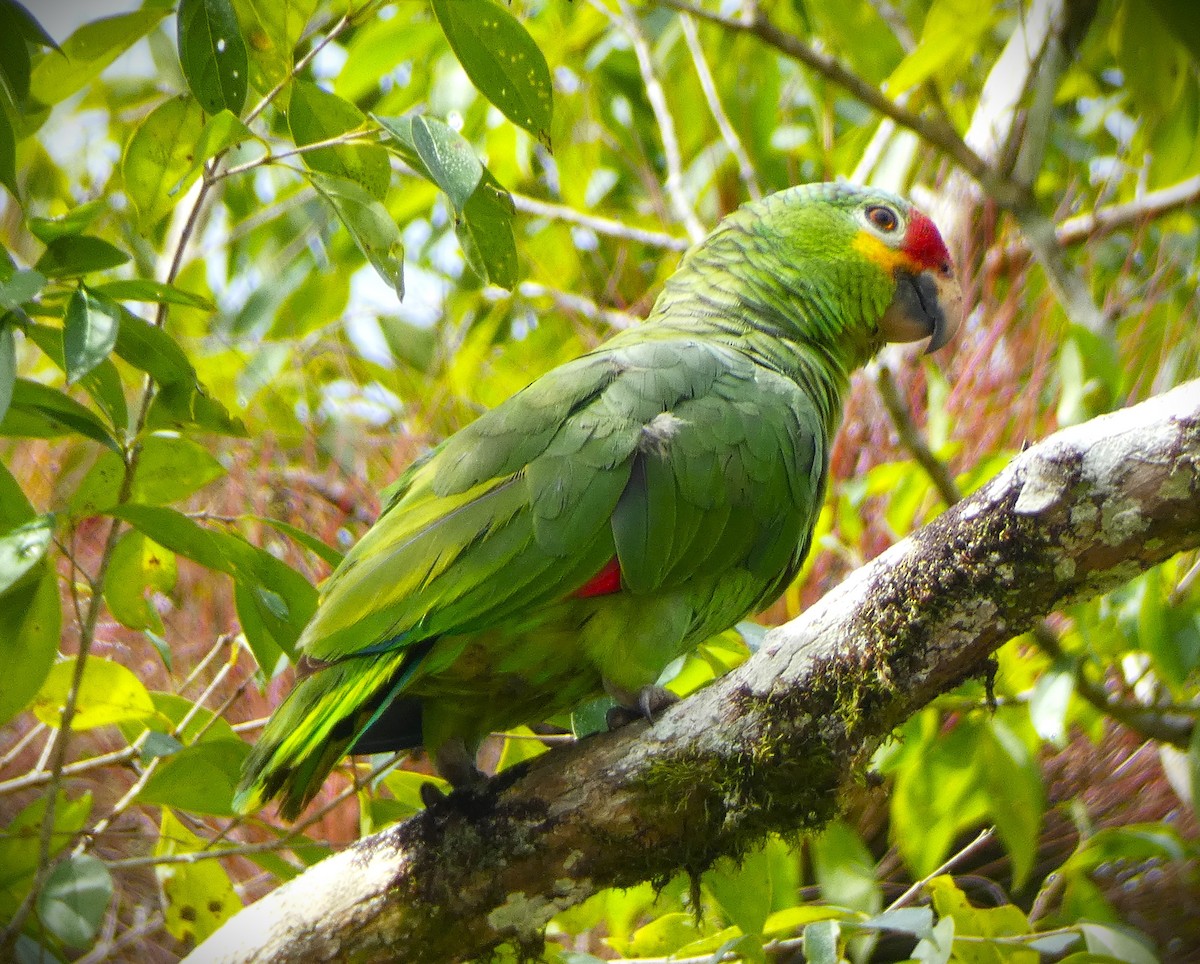 キホオボウシインコ - ML615710367