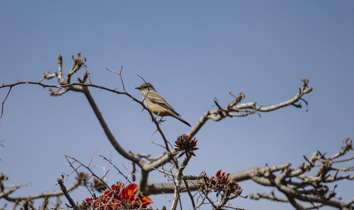 Say's Phoebe - Rolando Tomas Pasos Pérez