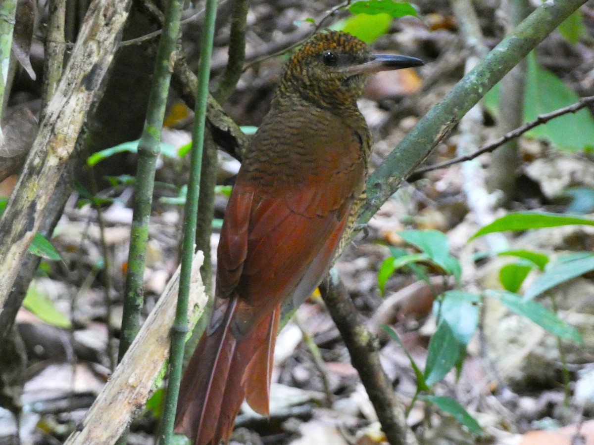 Northern Barred-Woodcreeper - ML615710379