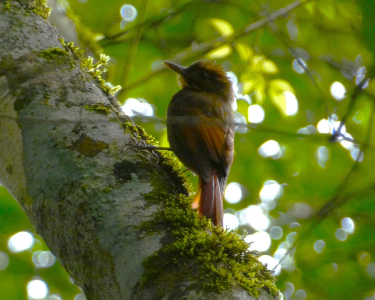 Tawny-winged Woodcreeper - Duane Lindala