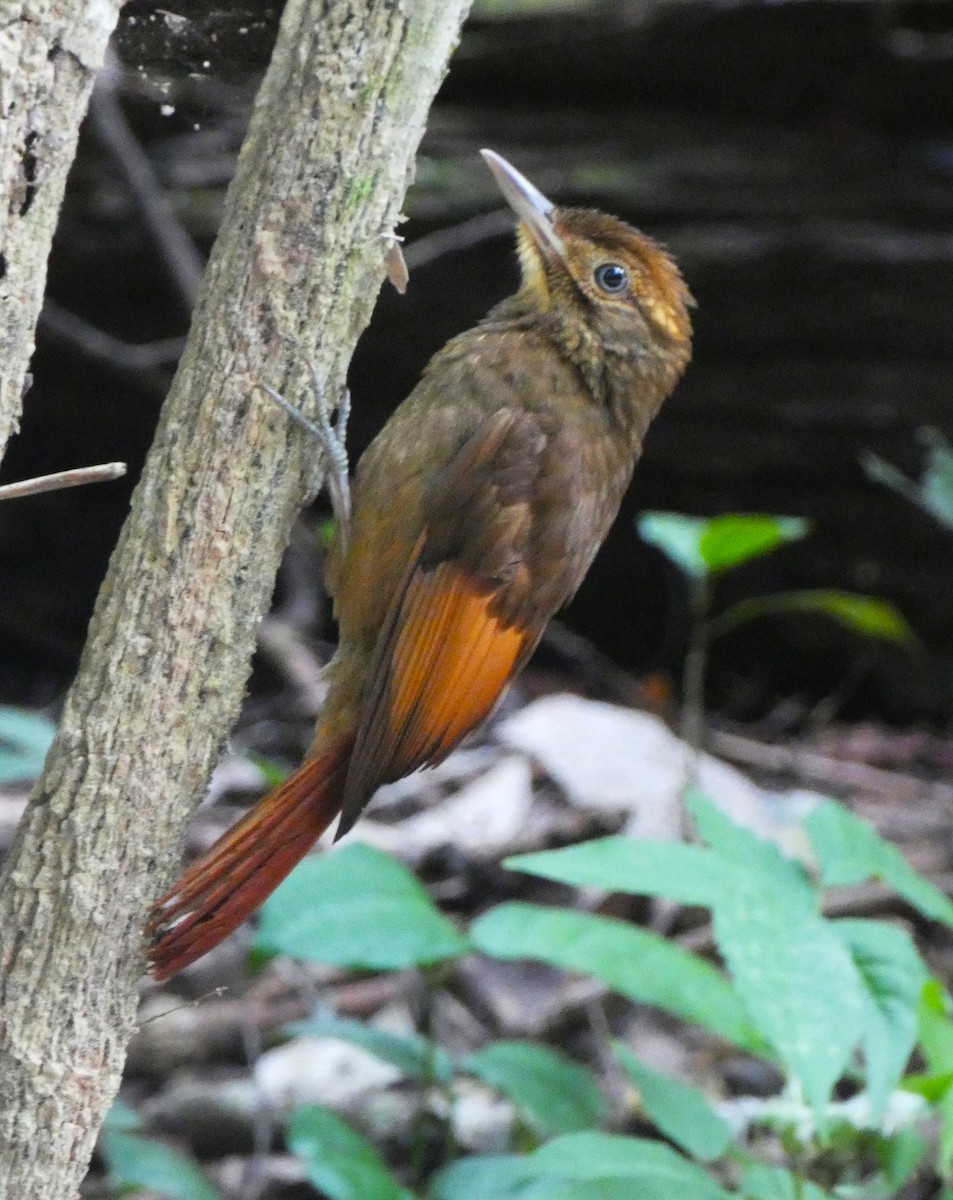 Tawny-winged Woodcreeper - ML615710401