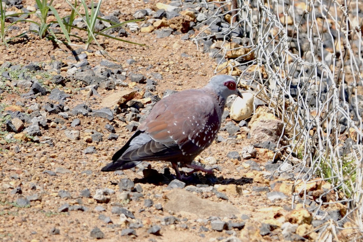 ウロコカワラバト - ML615710409