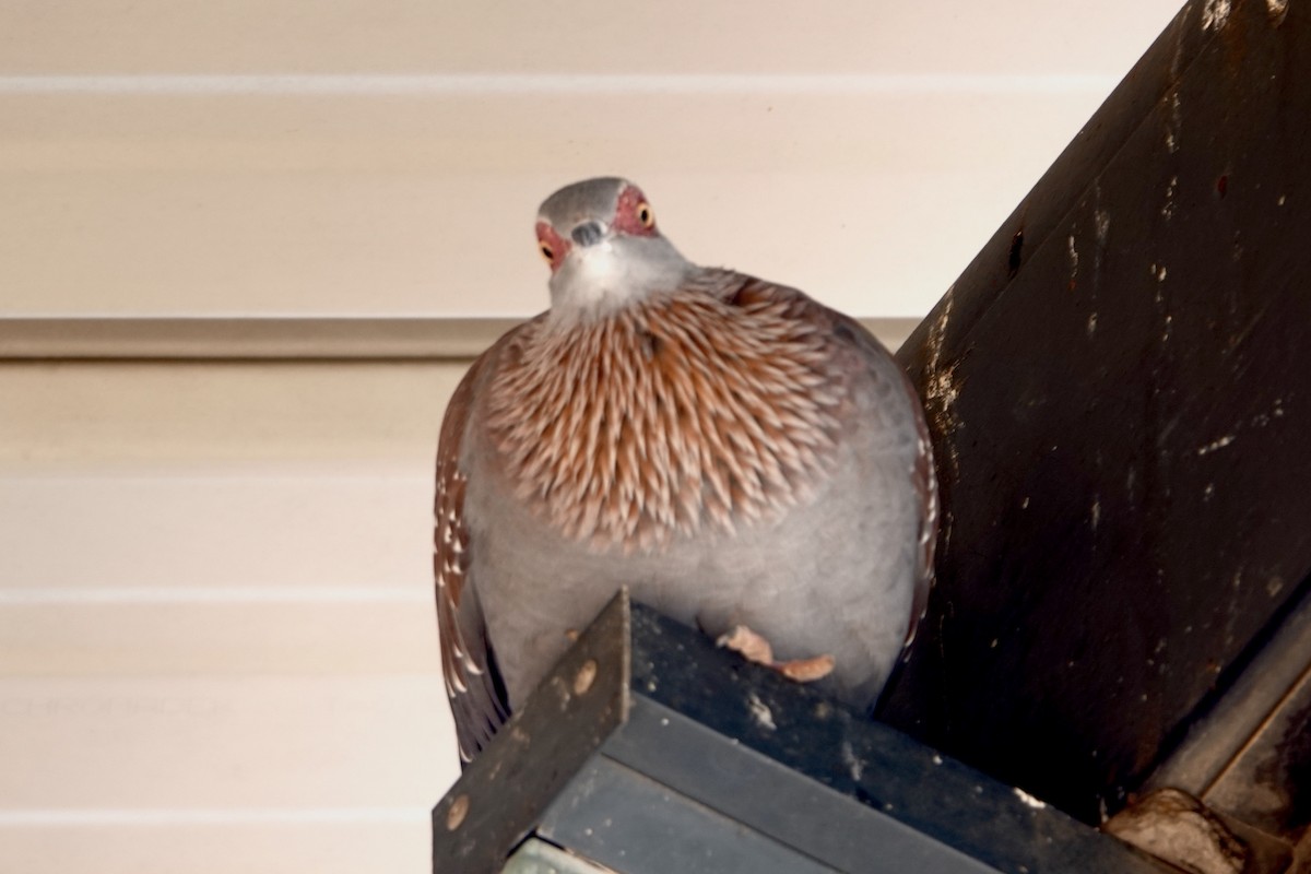 Speckled Pigeon - Alena Capek