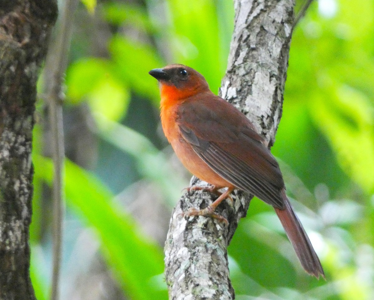 Red-throated Ant-Tanager - Duane Lindala