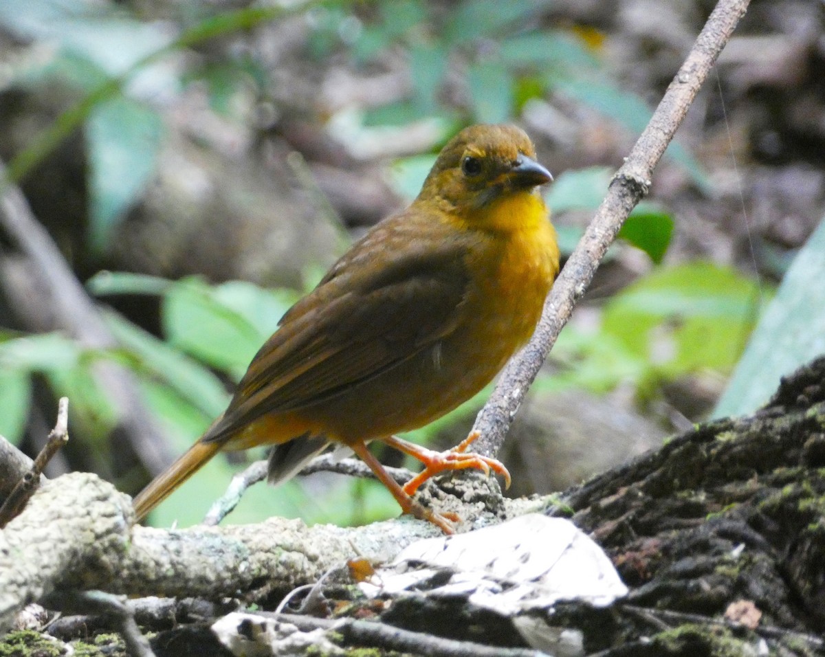 Red-throated Ant-Tanager - ML615710412