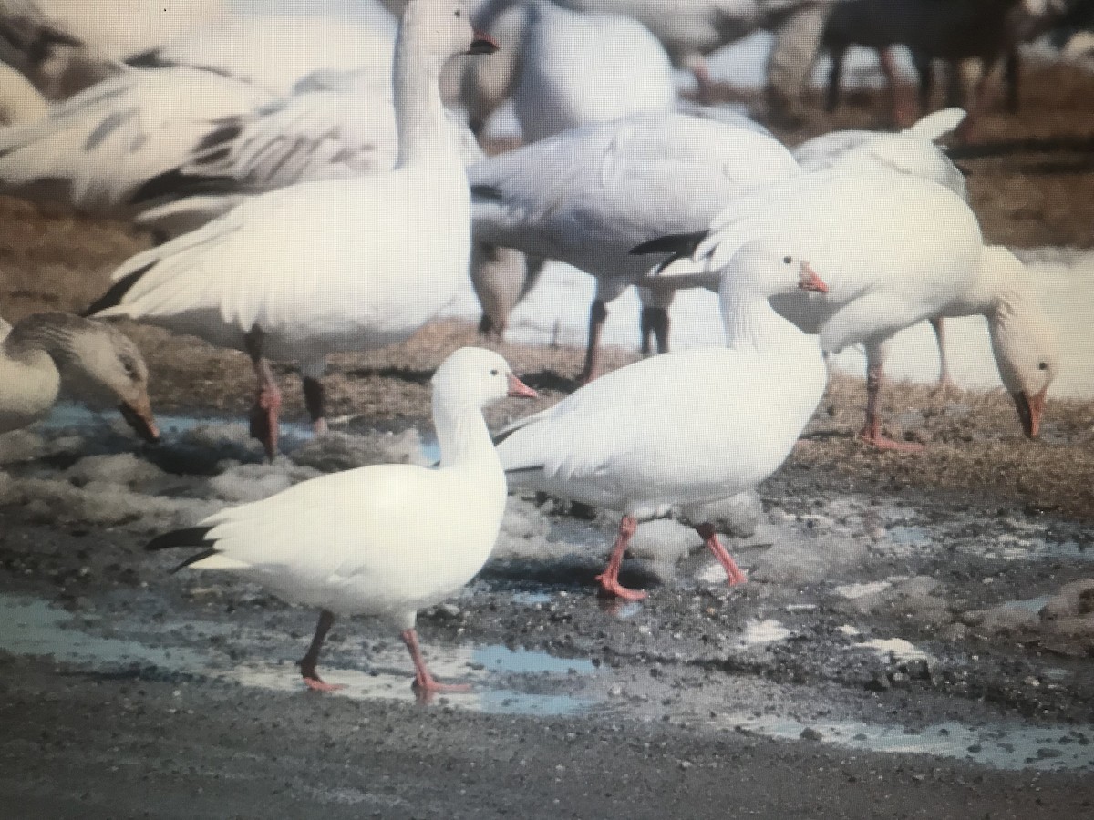 Ross's Goose - ML615710422