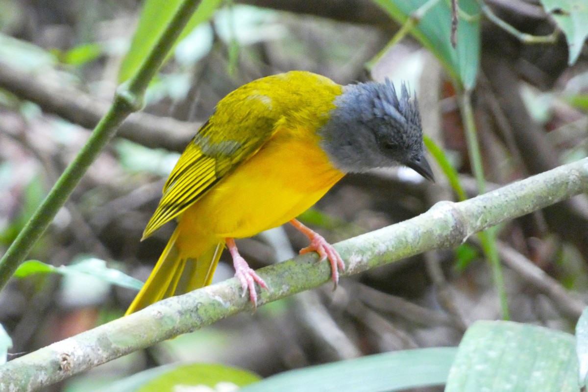 Gray-headed Tanager - ML615710439