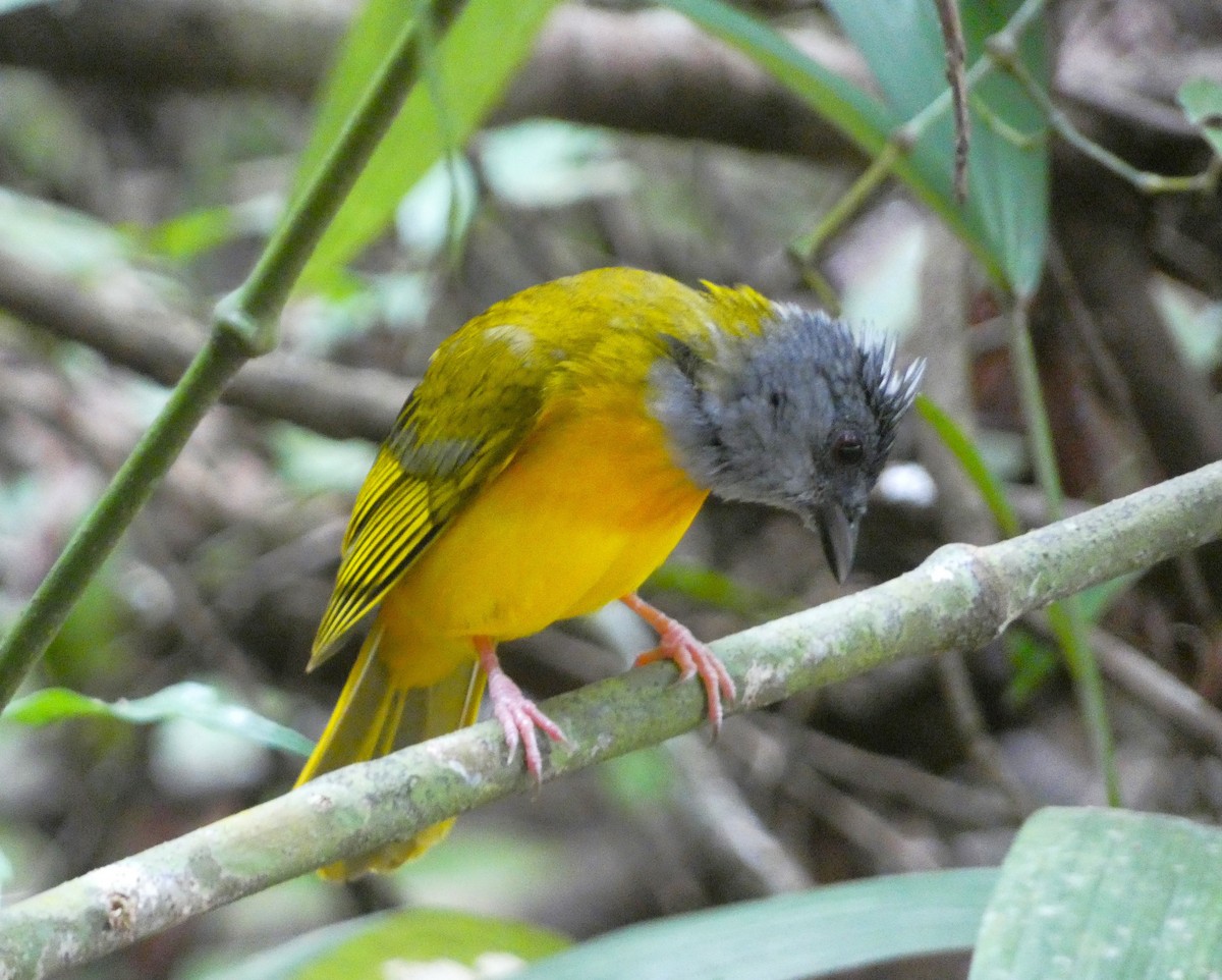 Gray-headed Tanager - ML615710440