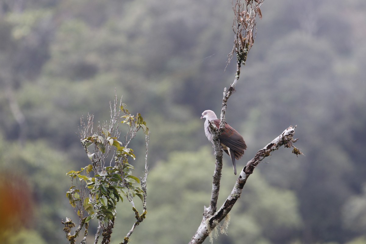 Mountain Imperial-Pigeon - ML615710443