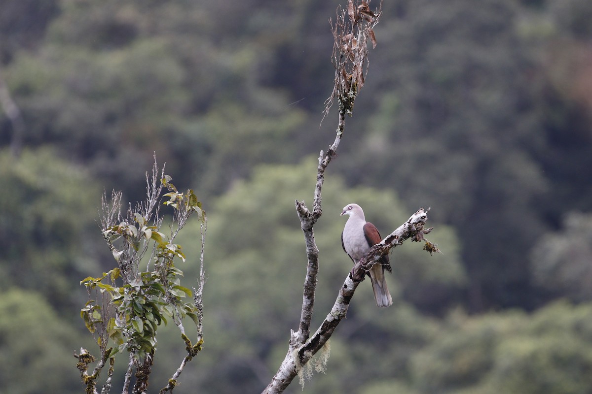 Dúcula Dorsicastaña - ML615710444