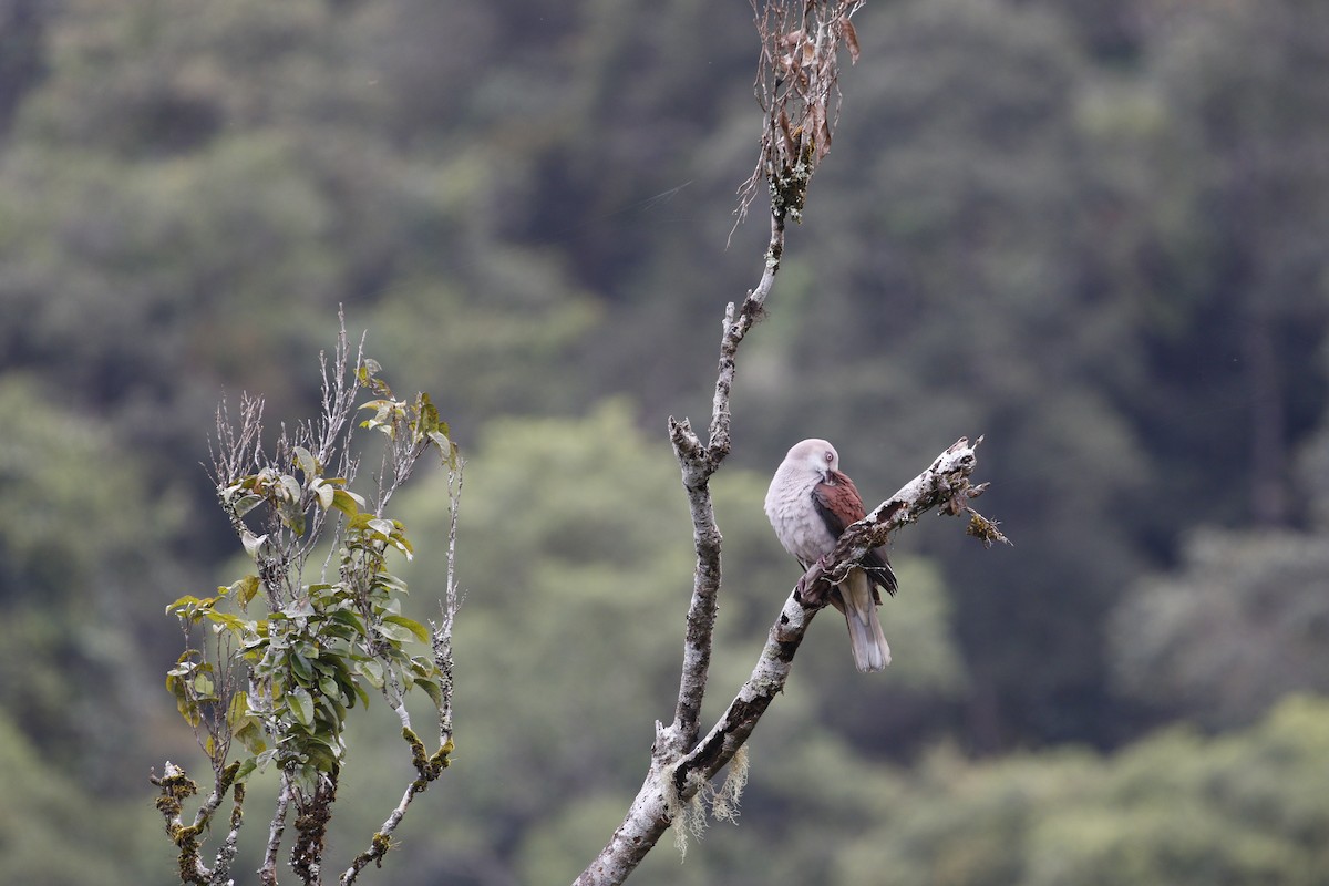 Mountain Imperial-Pigeon - ML615710445