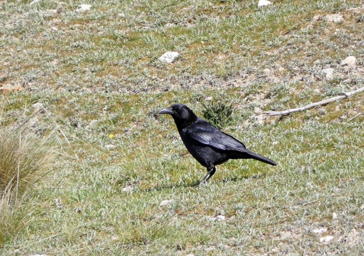 Carrion Crow - ML615710449