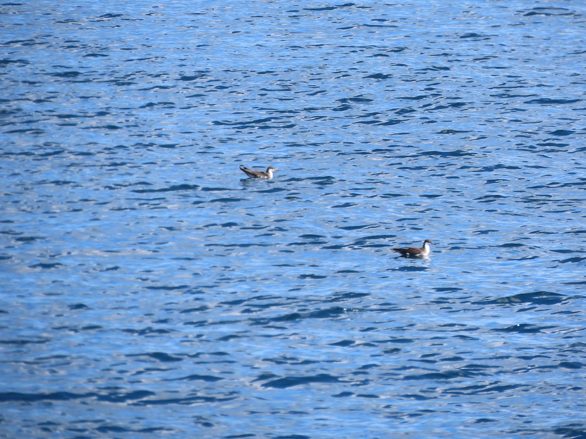 Audubon's Shearwater - Mickael Baumann