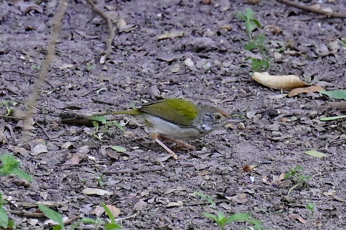 Common Tailorbird - Gerd Schön