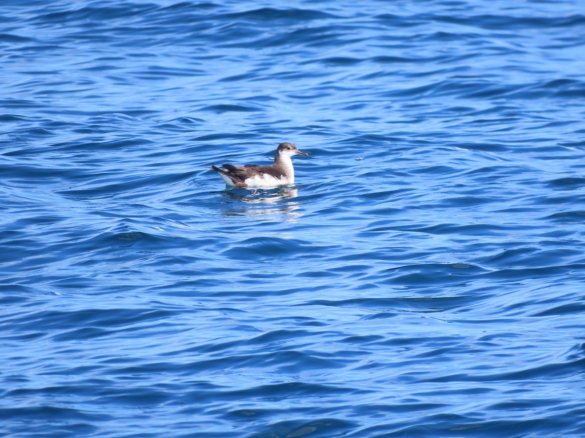 Manx Shearwater - Mickael Baumann