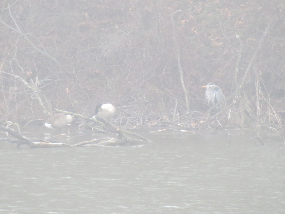 Great Blue Heron - ML615710475