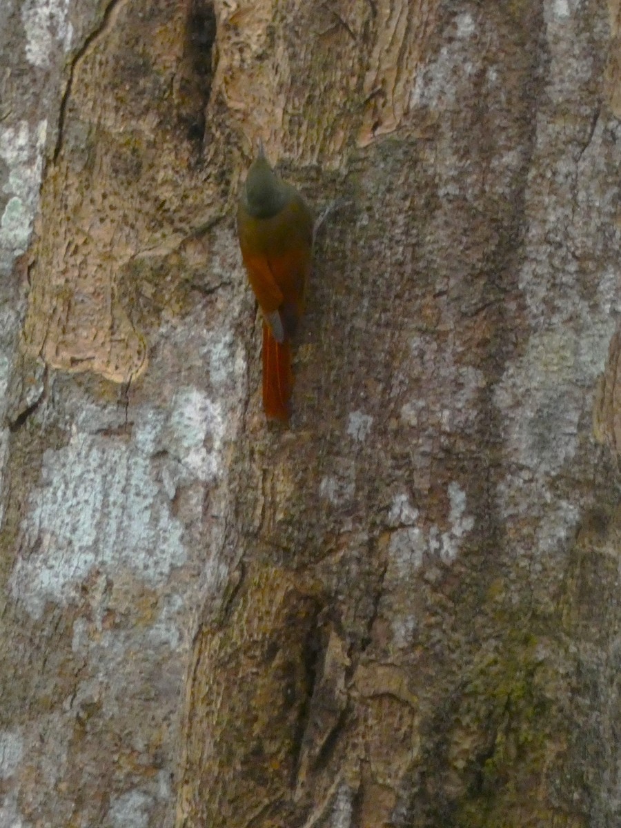 Olivaceous Woodcreeper - ML615710483