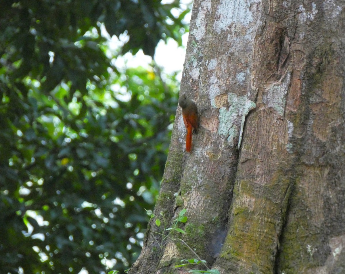 Olivaceous Woodcreeper - ML615710485