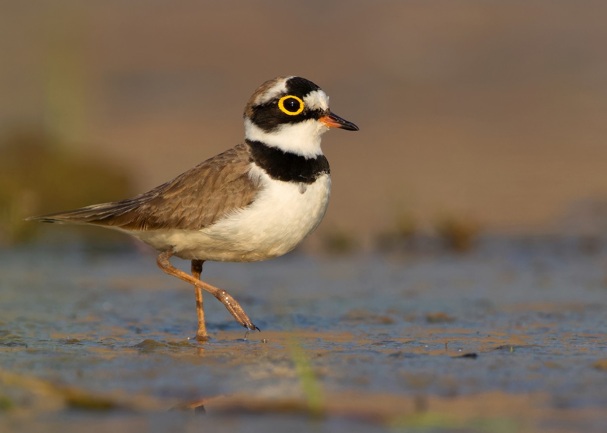 Little Ringed Plover (dubius/jerdoni) - ML615710491