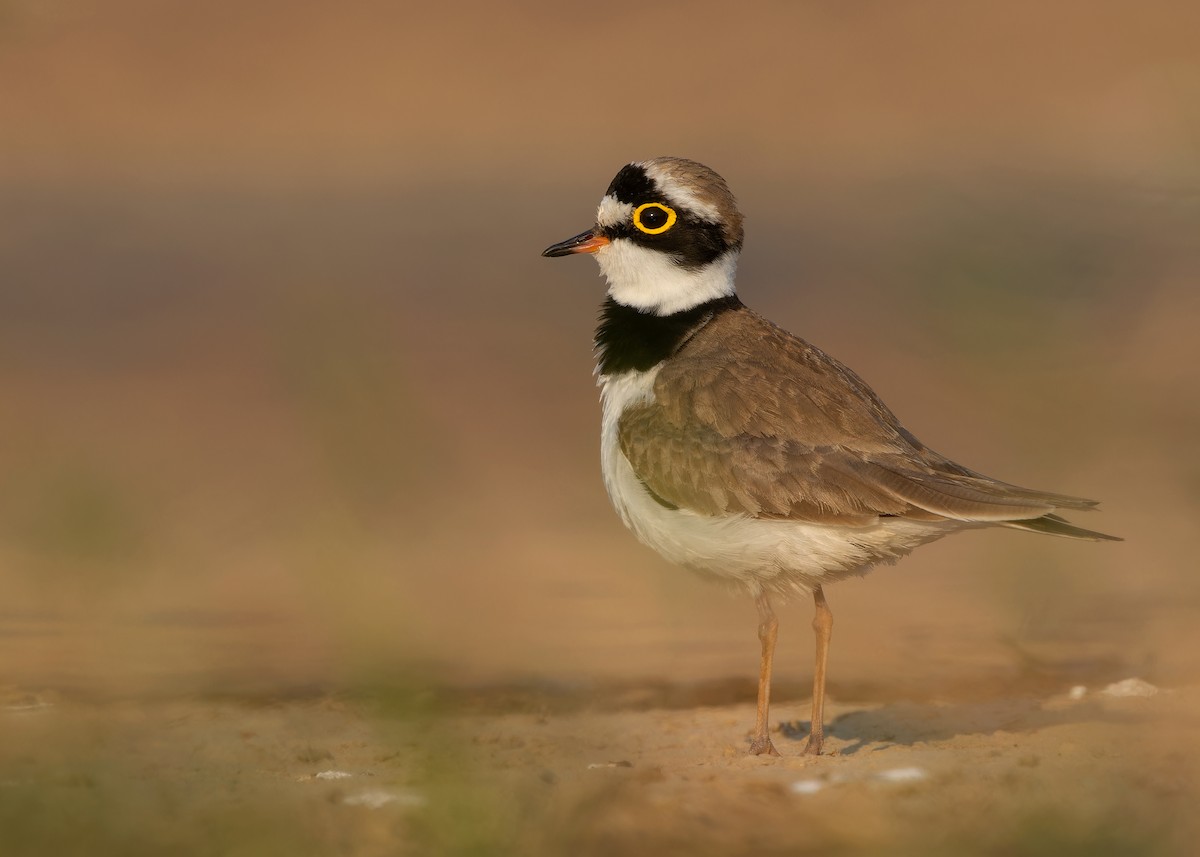 Little Ringed Plover (dubius/jerdoni) - ML615710492