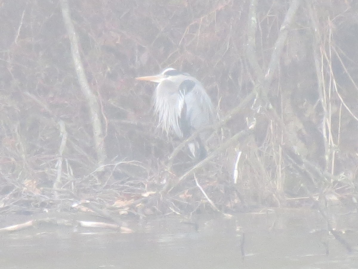 Great Blue Heron - ML615710497