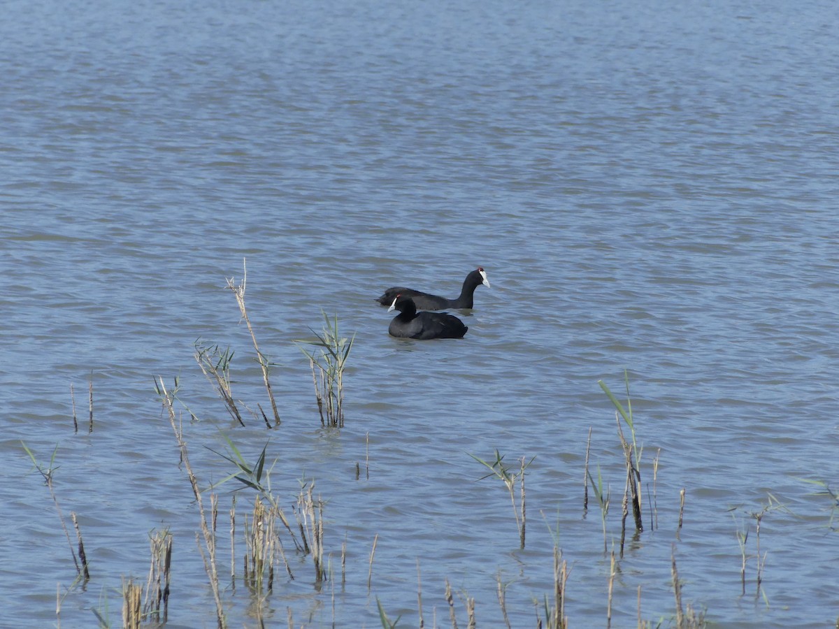 Red-knobbed Coot - ML615710498