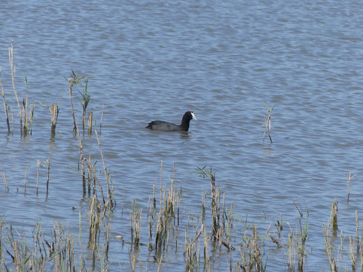 Red-knobbed Coot - ML615710499