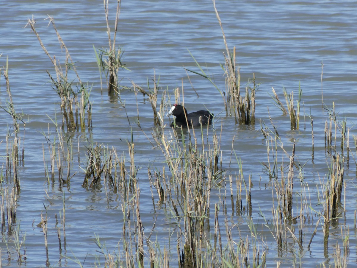 Red-knobbed Coot - ML615710501