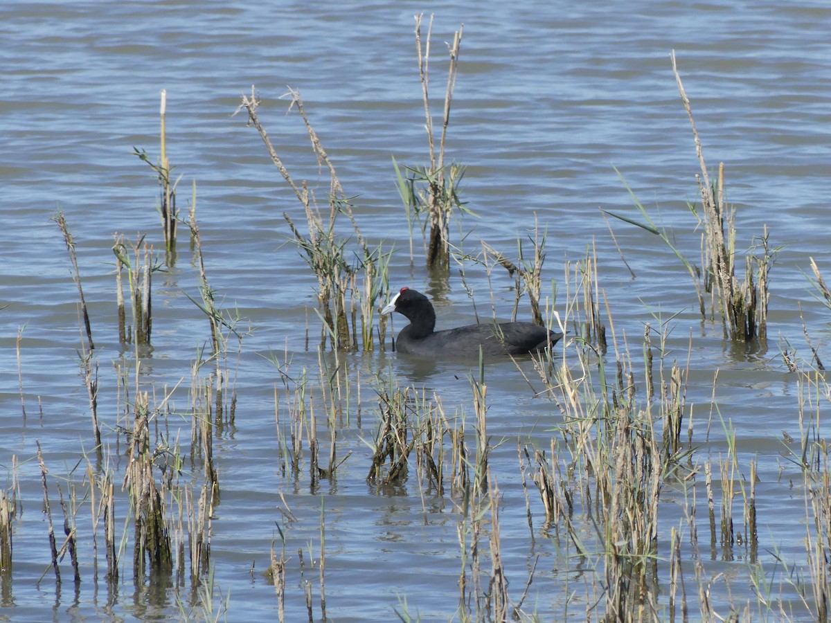 Red-knobbed Coot - ML615710502