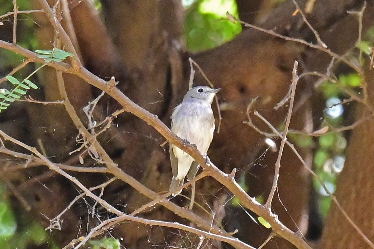 Taiga Flycatcher - ML615710506