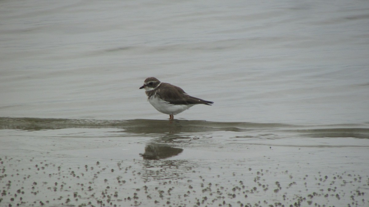 Semipalmated Plover - ML615710518
