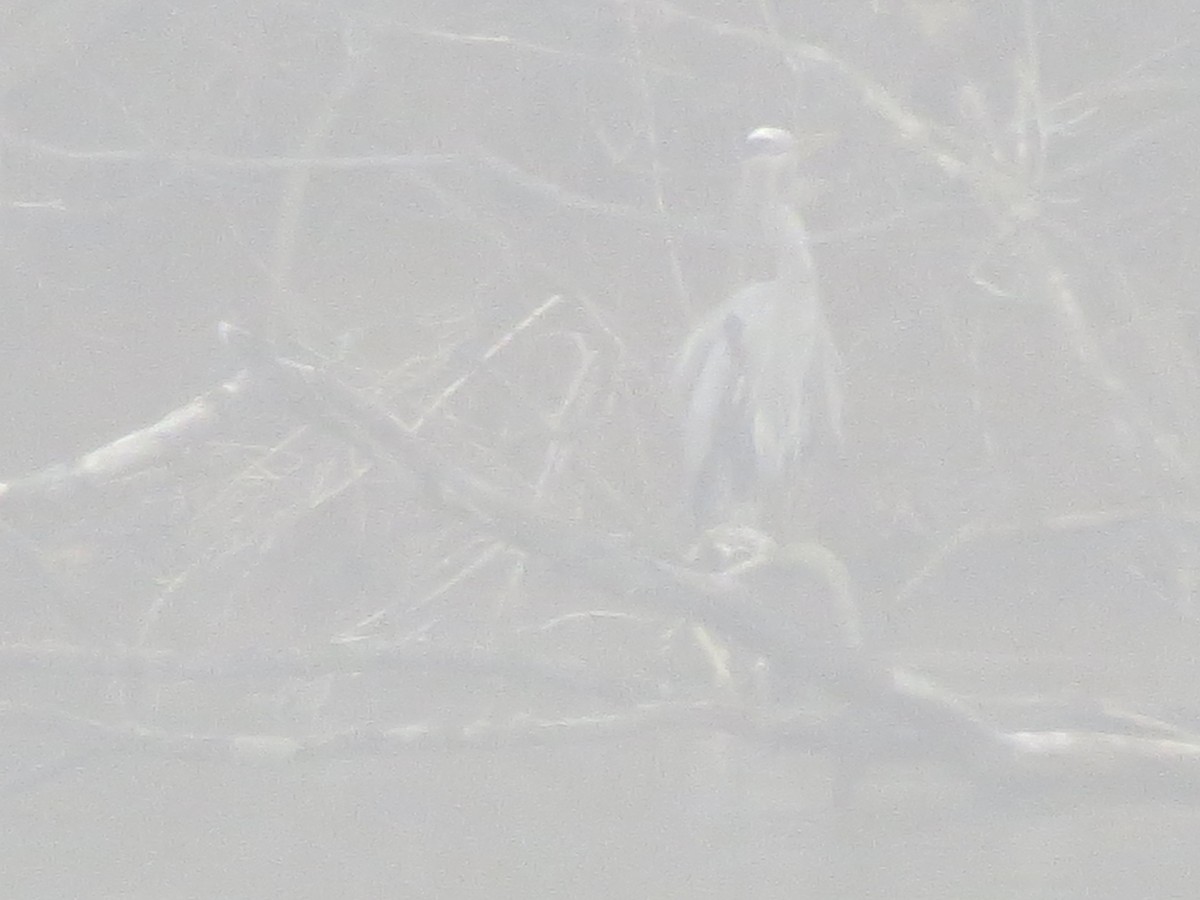 Great Blue Heron - ML615710521