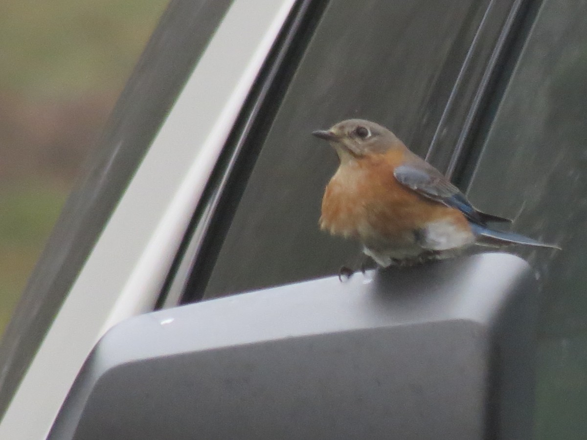 Eastern Bluebird - ML615710537