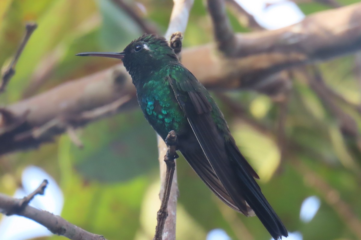 Cuban Emerald - Brenda Meese