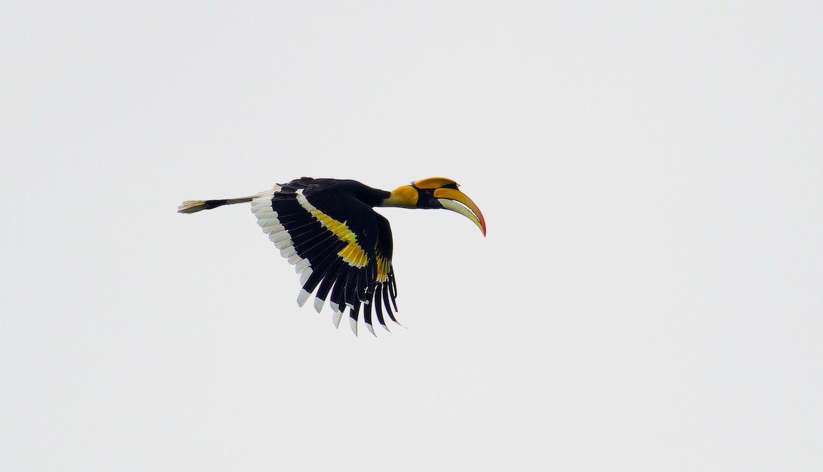 Great Hornbill - ML615710555