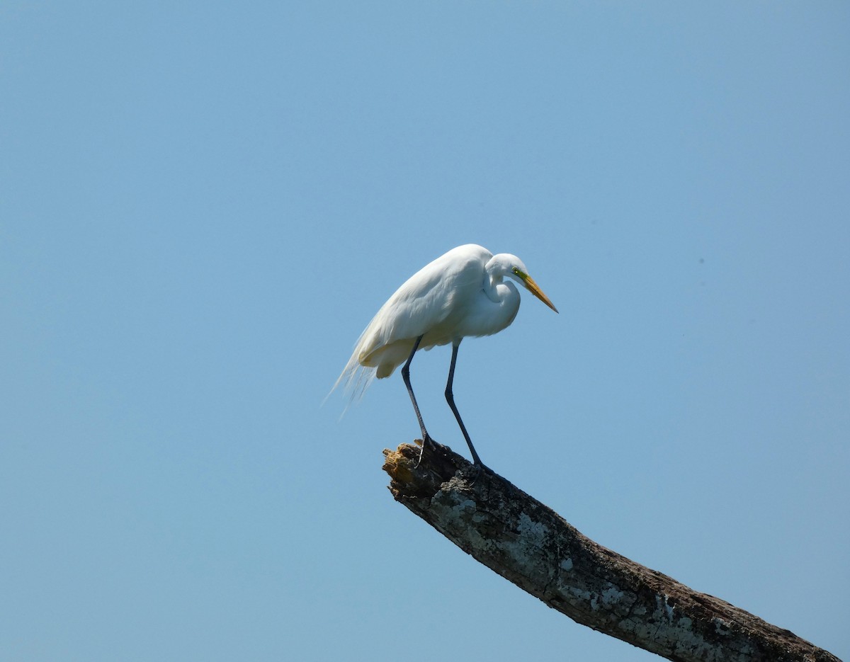 Great Egret - ML615710596