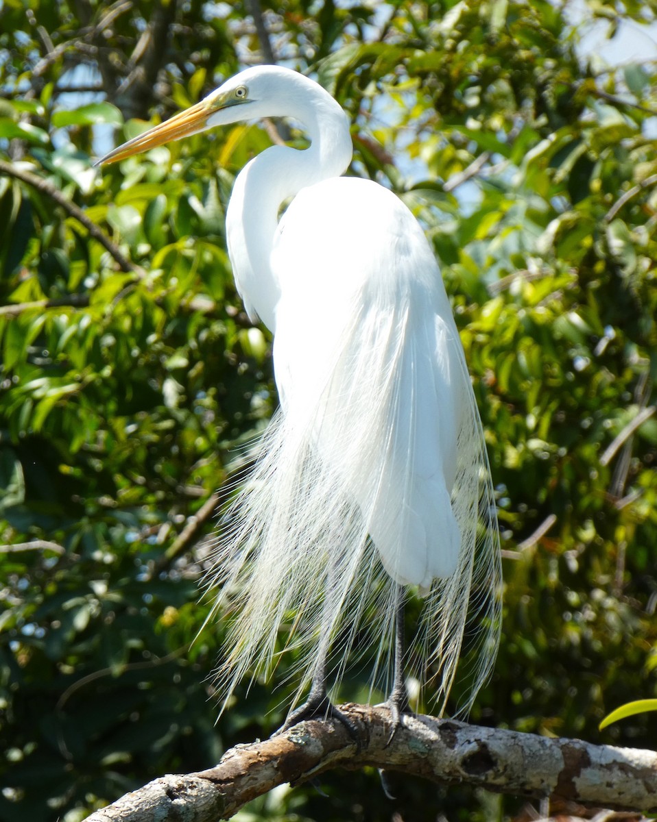 Great Egret - ML615710597